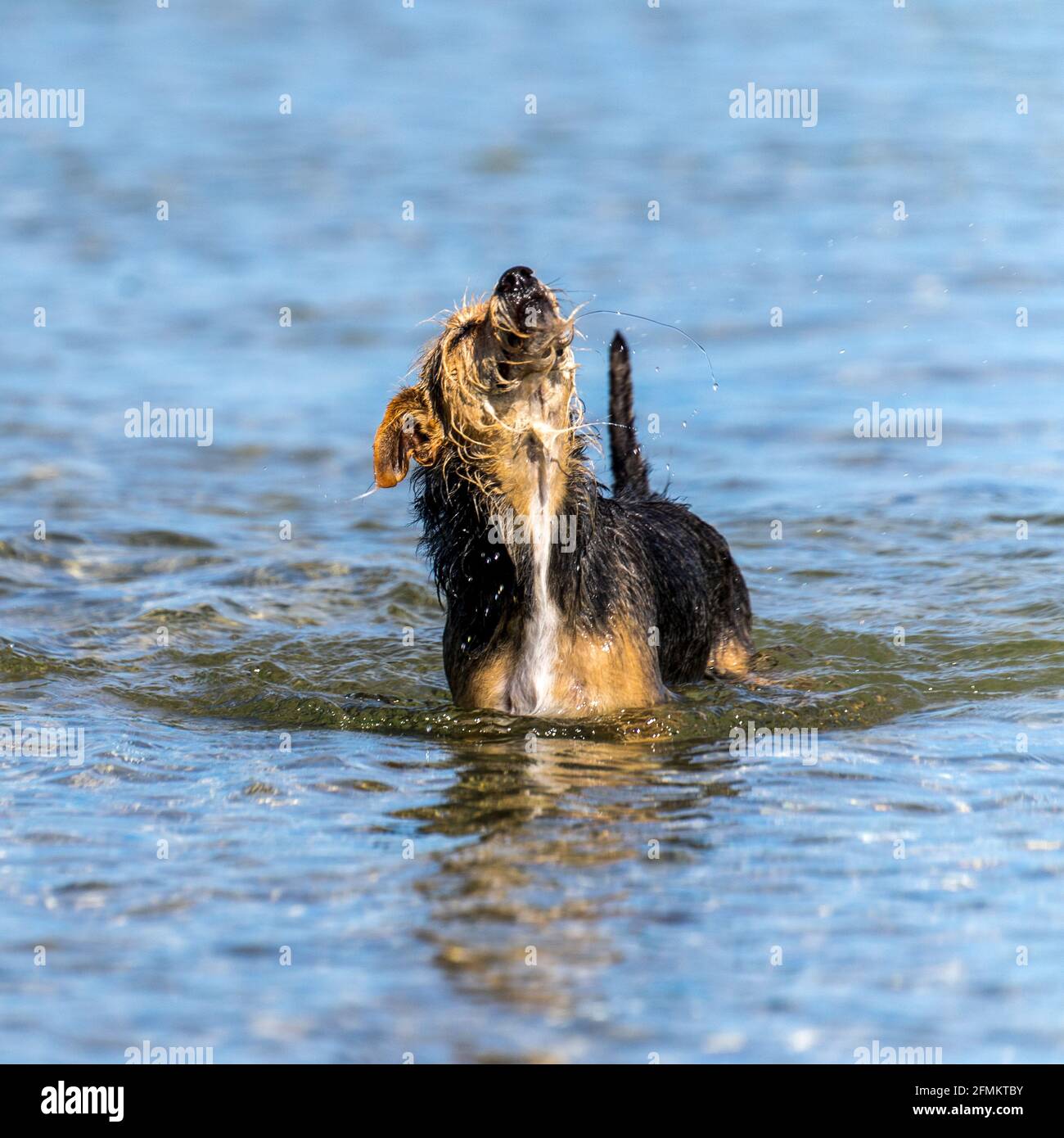 Hund in der Ostsee Stock Photo