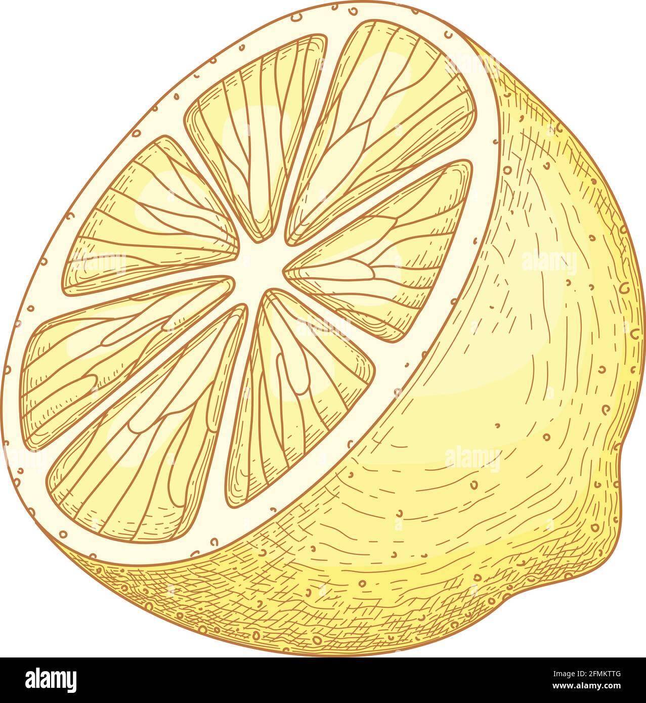 Detailed drawings of whole and cut lemon with slice and leaves isolated on  white background. Bright yellow citrus fruit. illustration hand drawn Stock  Vector Image & Art - Alamy