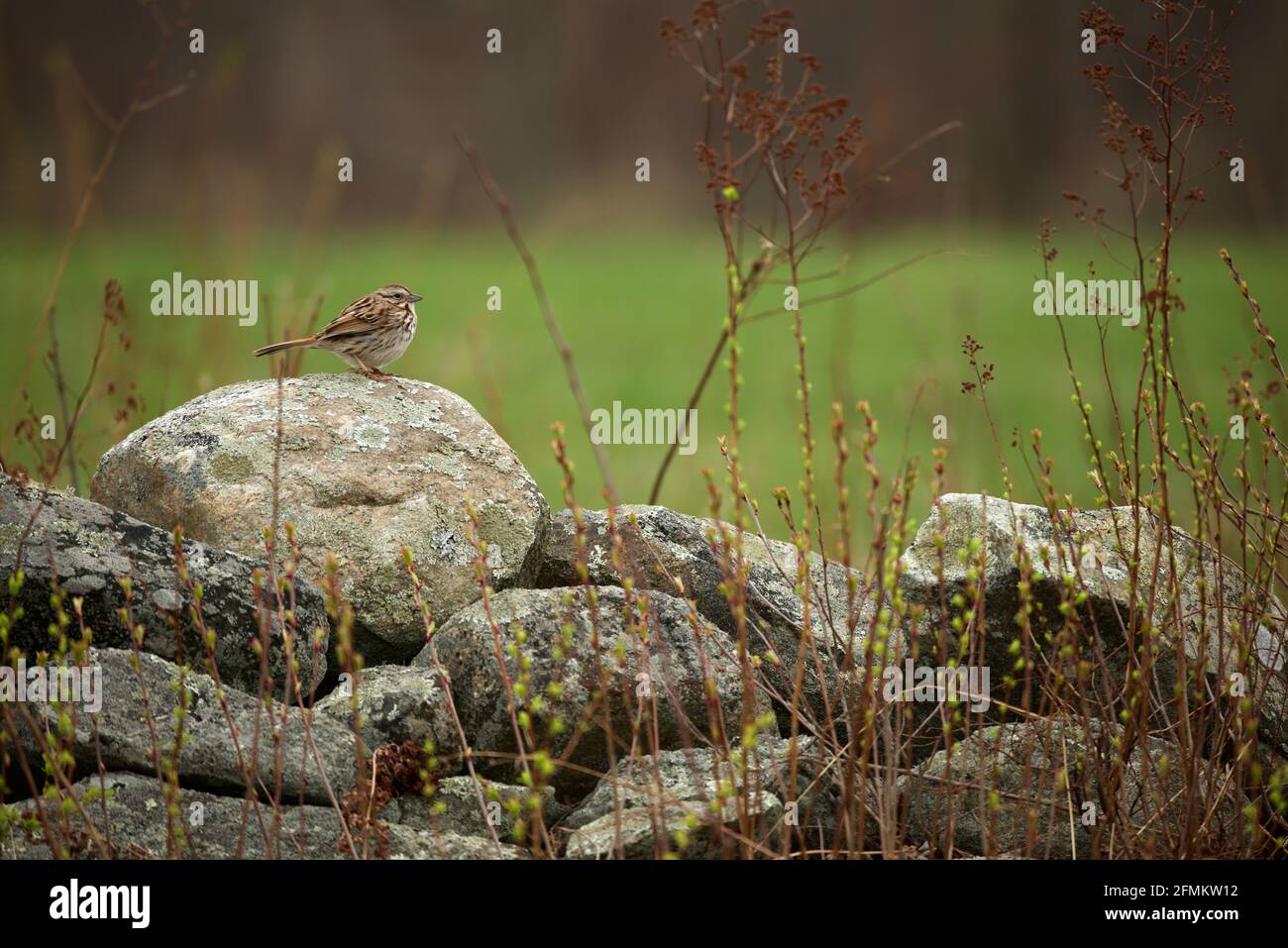 pretty small juvenile white throated sparrow ;singing sweet melody on big stone with green blurry background... Stock Photo