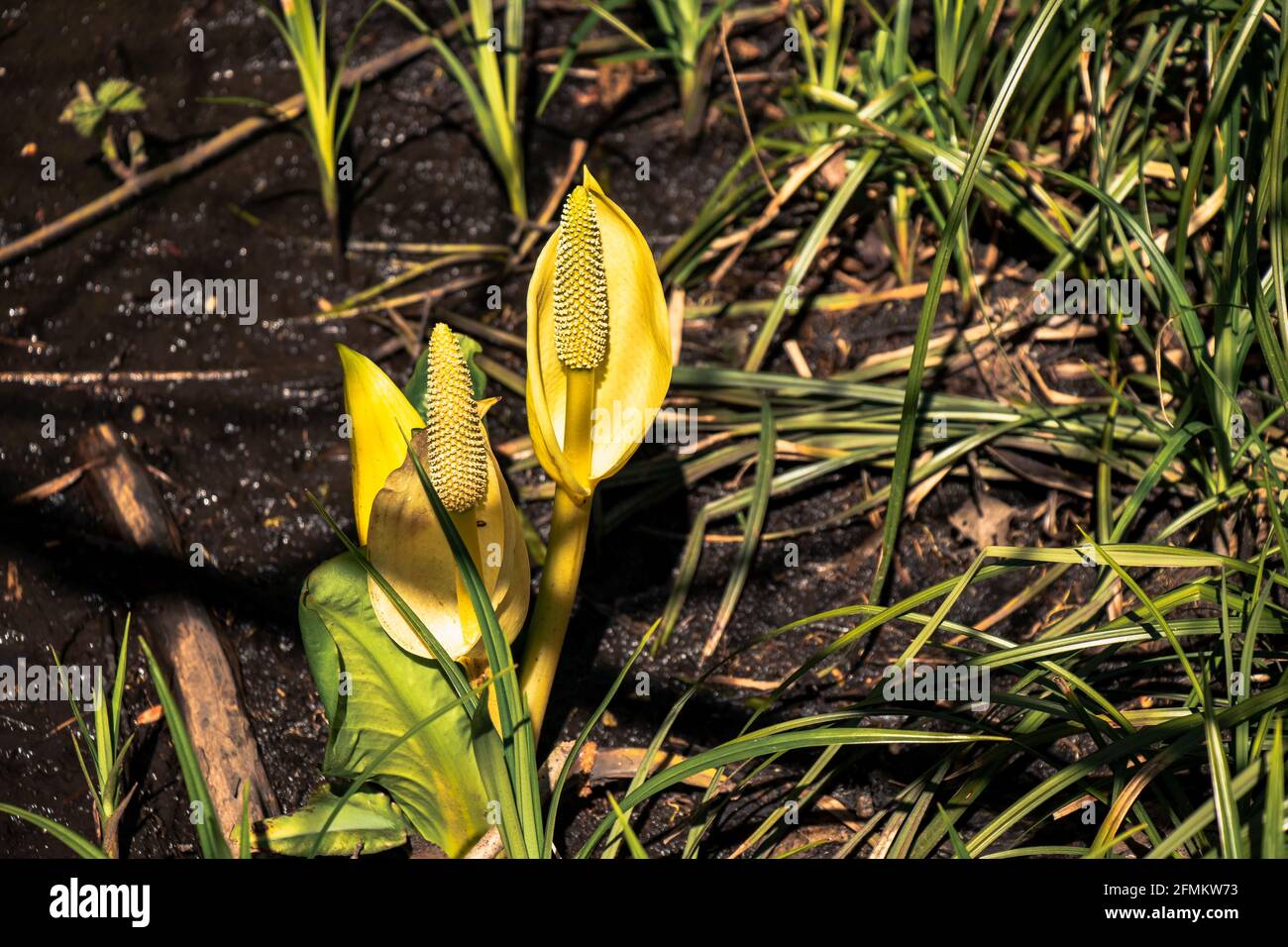 Lysichiton americanus, also called western skunk cabbage, yellow skunk cabbage or swamp lantern found in a small pond in Courtenay, Canada Stock Photo