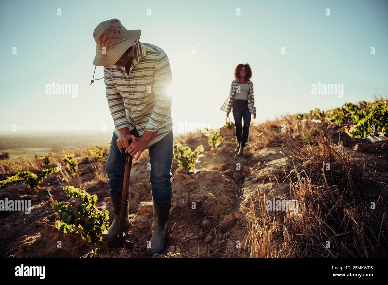 Male and female farmers working early on the farm harvesting crops  Stock Photo
