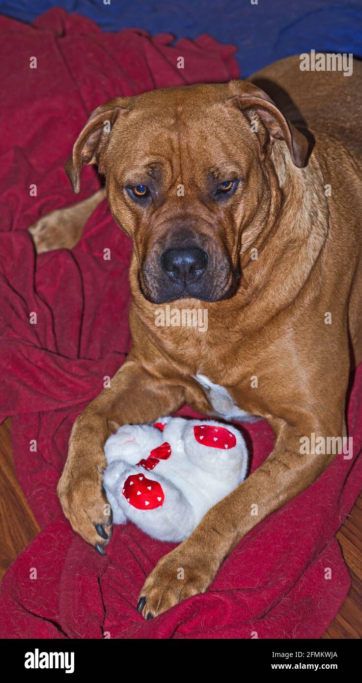 Boerboel with toy 6663 Stock Photo