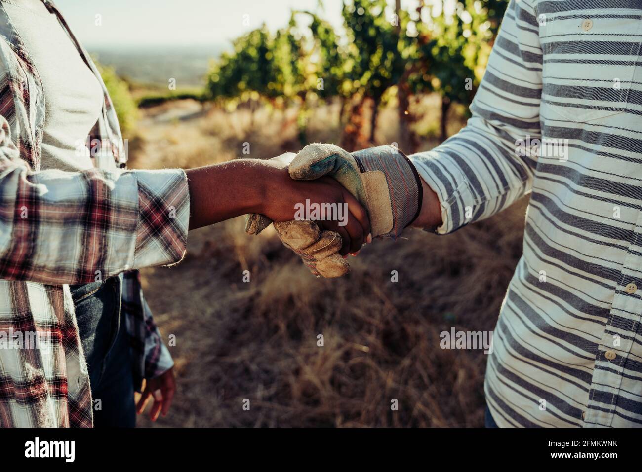 Mixed race make and female colleague shaking hands after successful harvest  Stock Photo