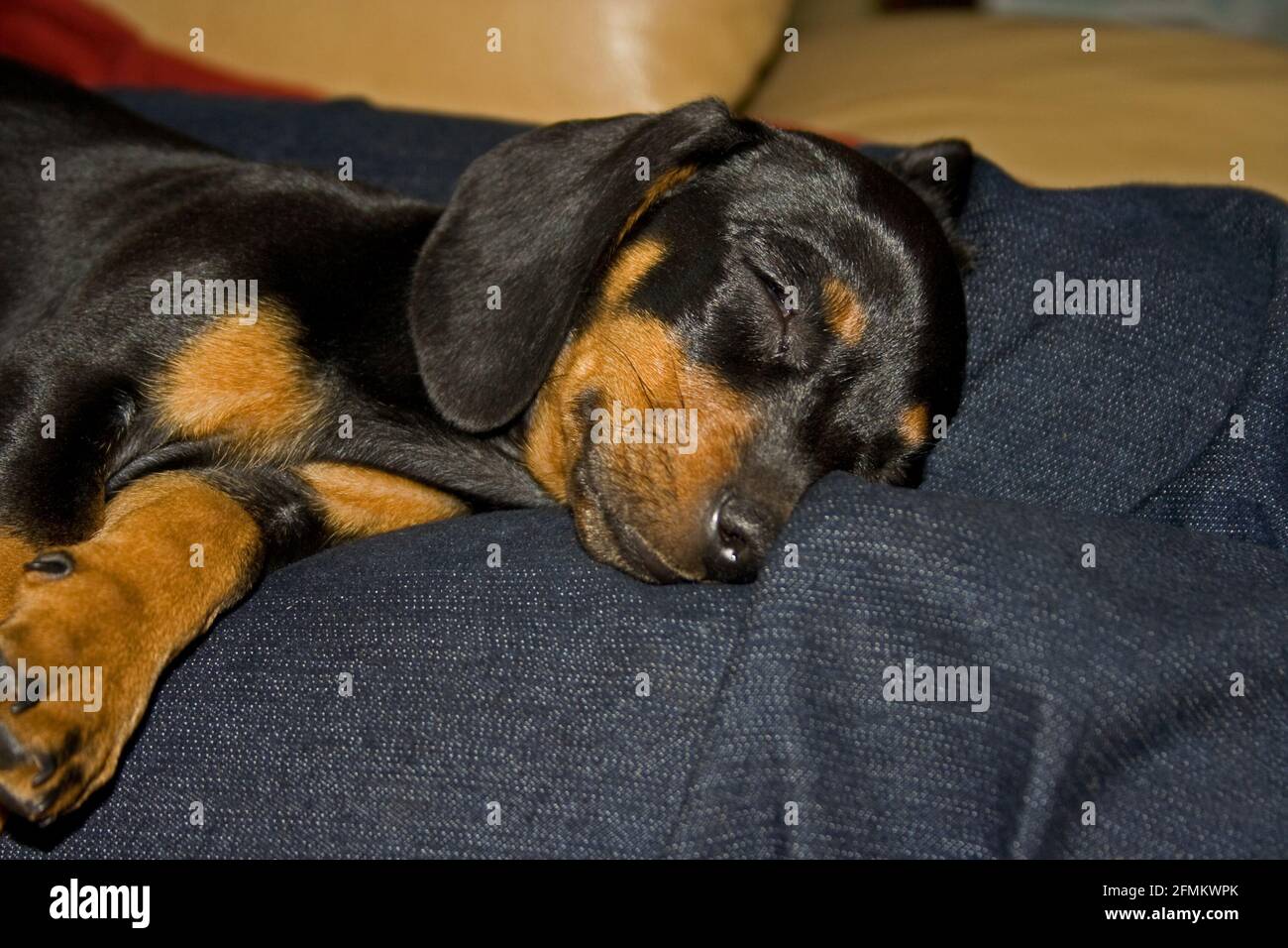 Sleeping Dachshund puppy 8961 Stock Photo