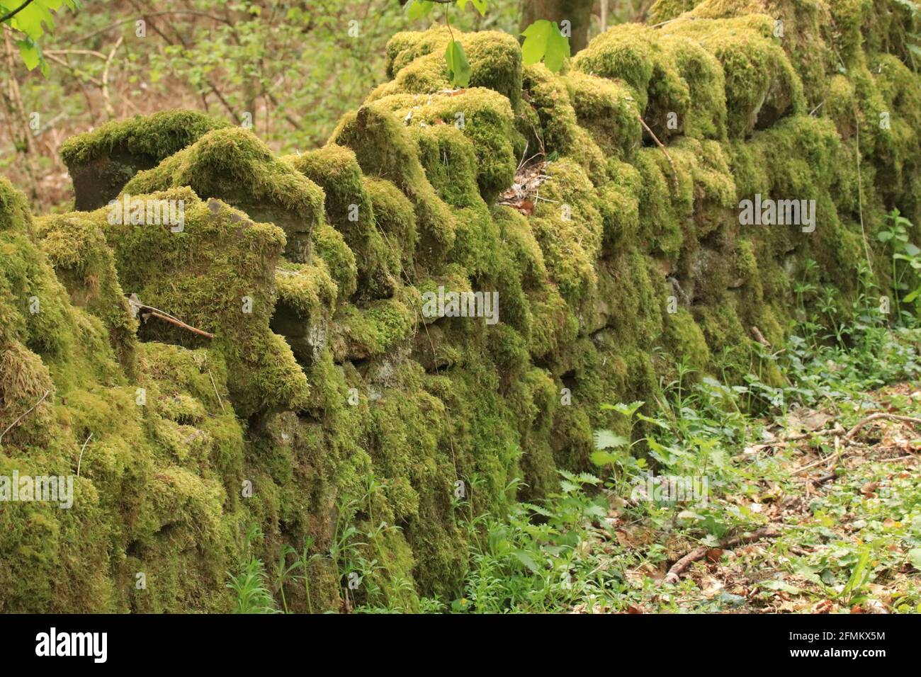 Moss covered stone wall, Llanddewi Skirrid, Abergavenny, UK Stock Photo