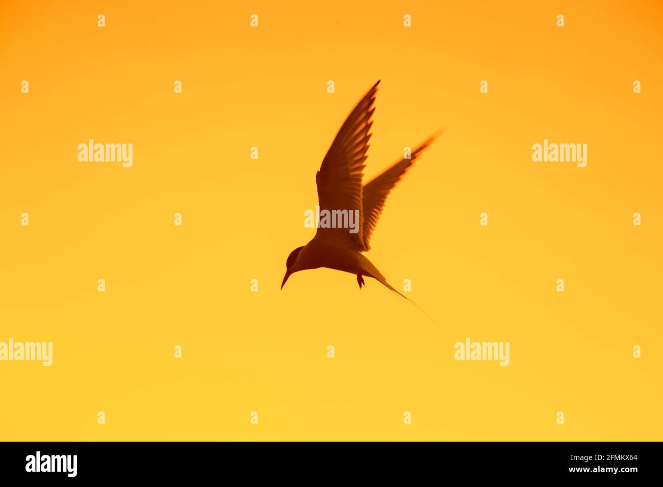 Arctic tern (Sterna paradisaea) in flight hovering against orange sunset sky Stock Photo