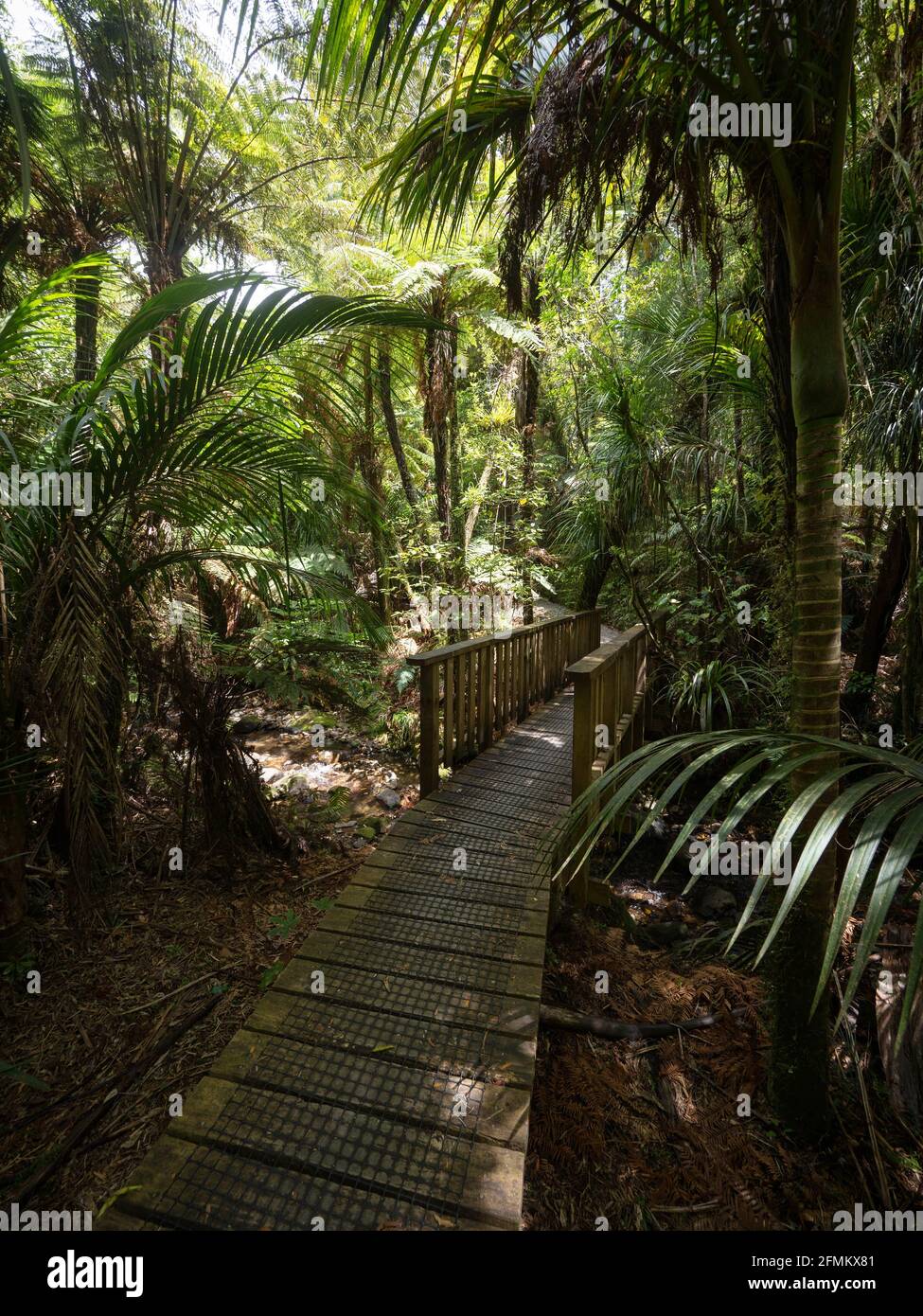 Panorama of lush green bush walkway wooden path bridge at Waiau Kauri Grove Track at 309 road Coromandel Peninsula Waikato North Island New Zealand Stock Photo