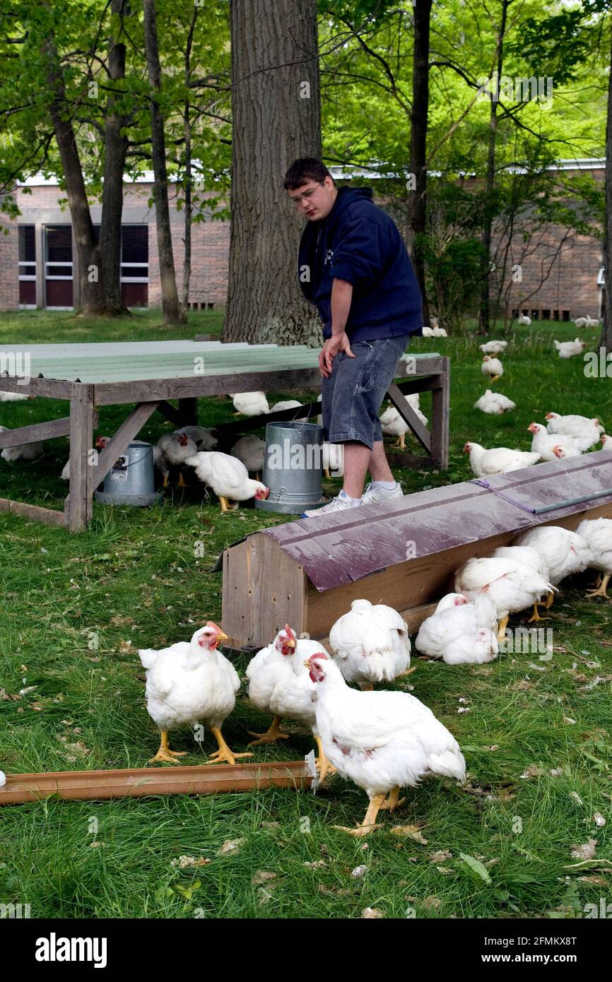 Boy tends to chickens outside his school as part of vocational training class. Stock Photo