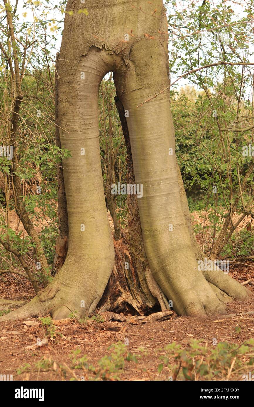 Tree trunk, split, looks like legs, Calke, Derbyshire, England, UK