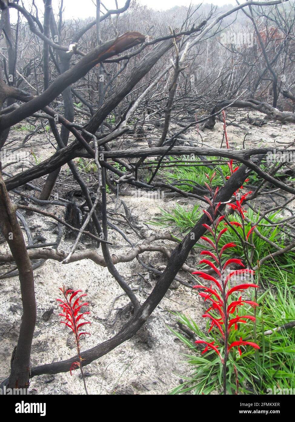 A scarlet Outeniqua snake flowers, Tritoniopsis Caffra, blooming after a bushfire, surrounded by twisted burned out branches in the Garden Route Nation Stock Photo