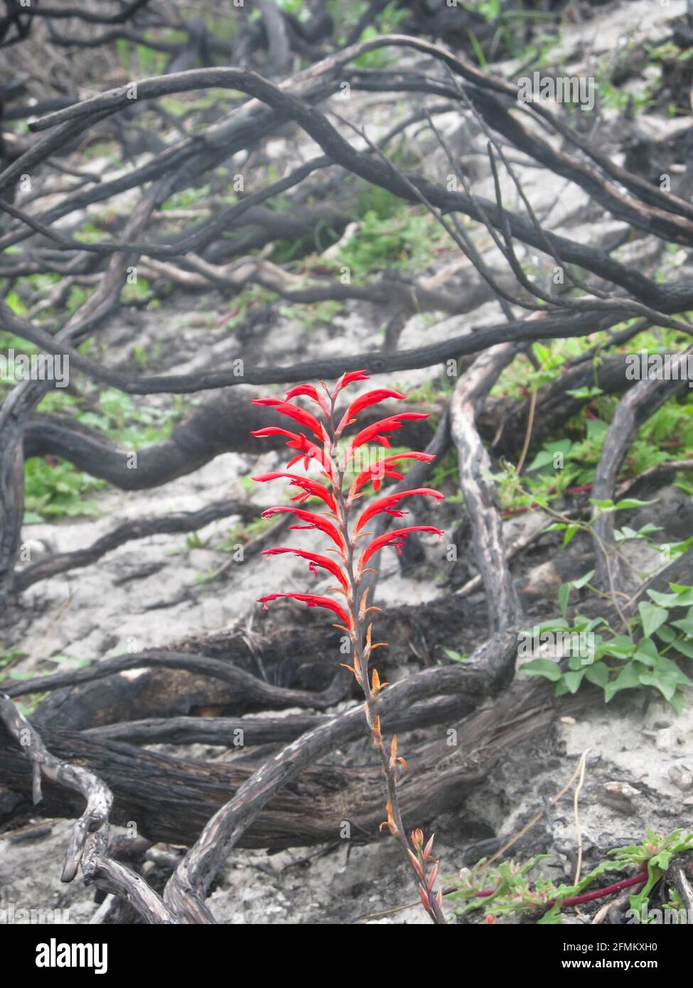 A scarlet Outeniqua snake flowers, blooming after a bushfire, surrounded by twisted burned out branches along the Garden Route coastline Stock Photo