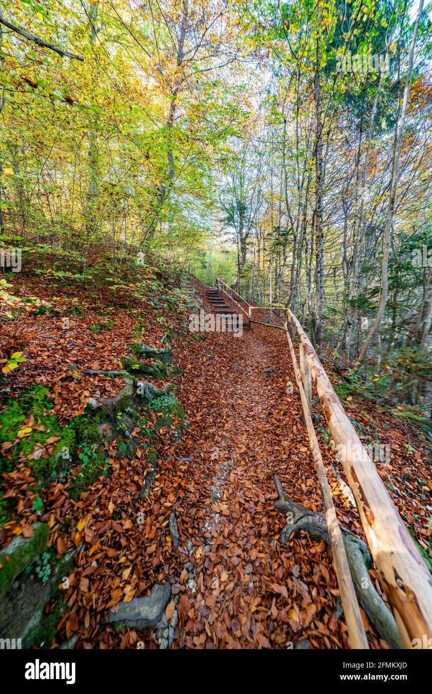 Gorgeous fall scene. The fall colors look great in the deep woods. A view of the forest trail. Autumn colors add amazing beauty to the forest. Soteska Stock Photo