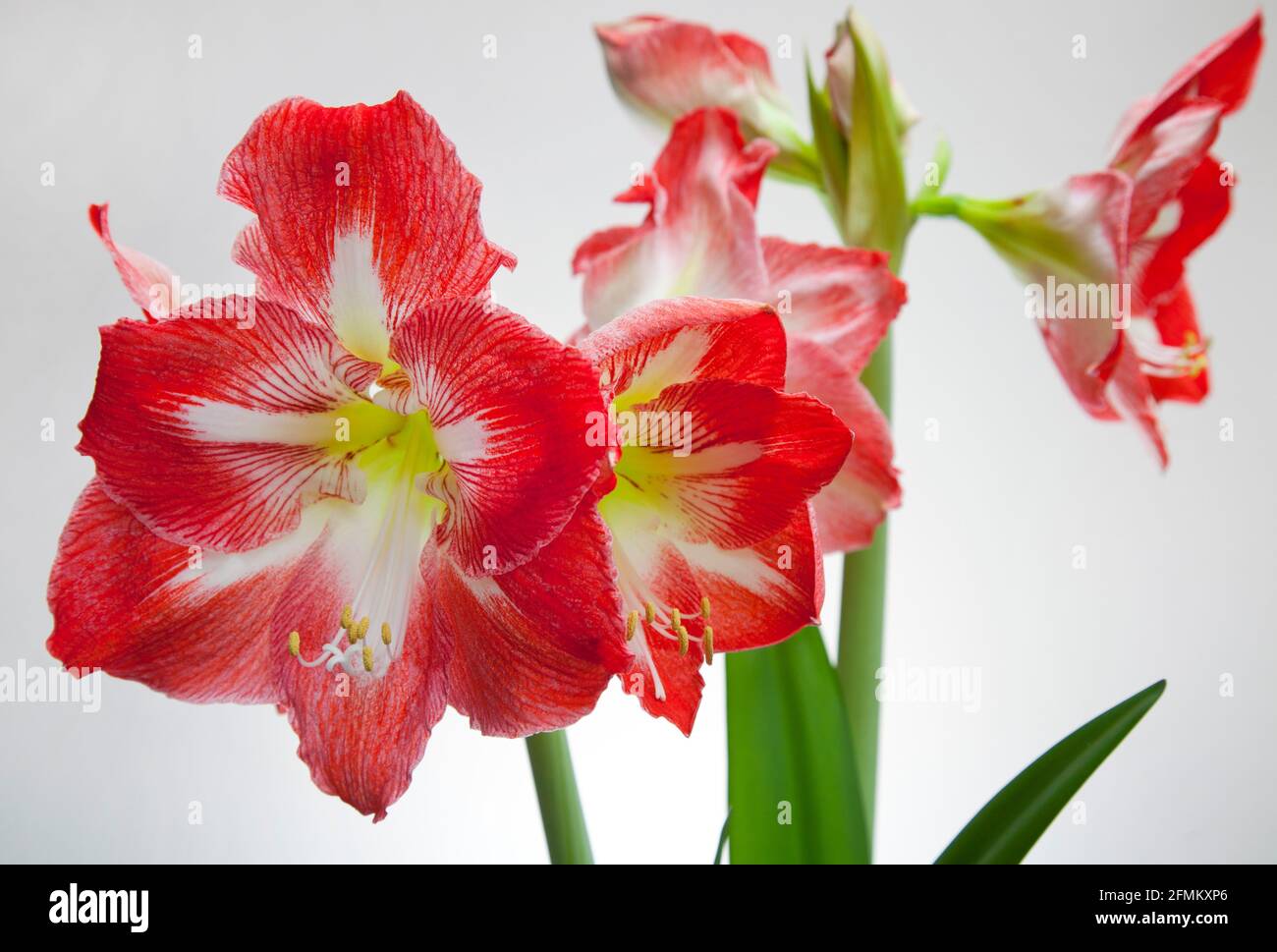 Amaryllis Christmas Star.  A tender, bulbous perennial with strap-shaped, dark green leaves,  with large, funnel-shaped, white-marked, red flowers Stock Photo