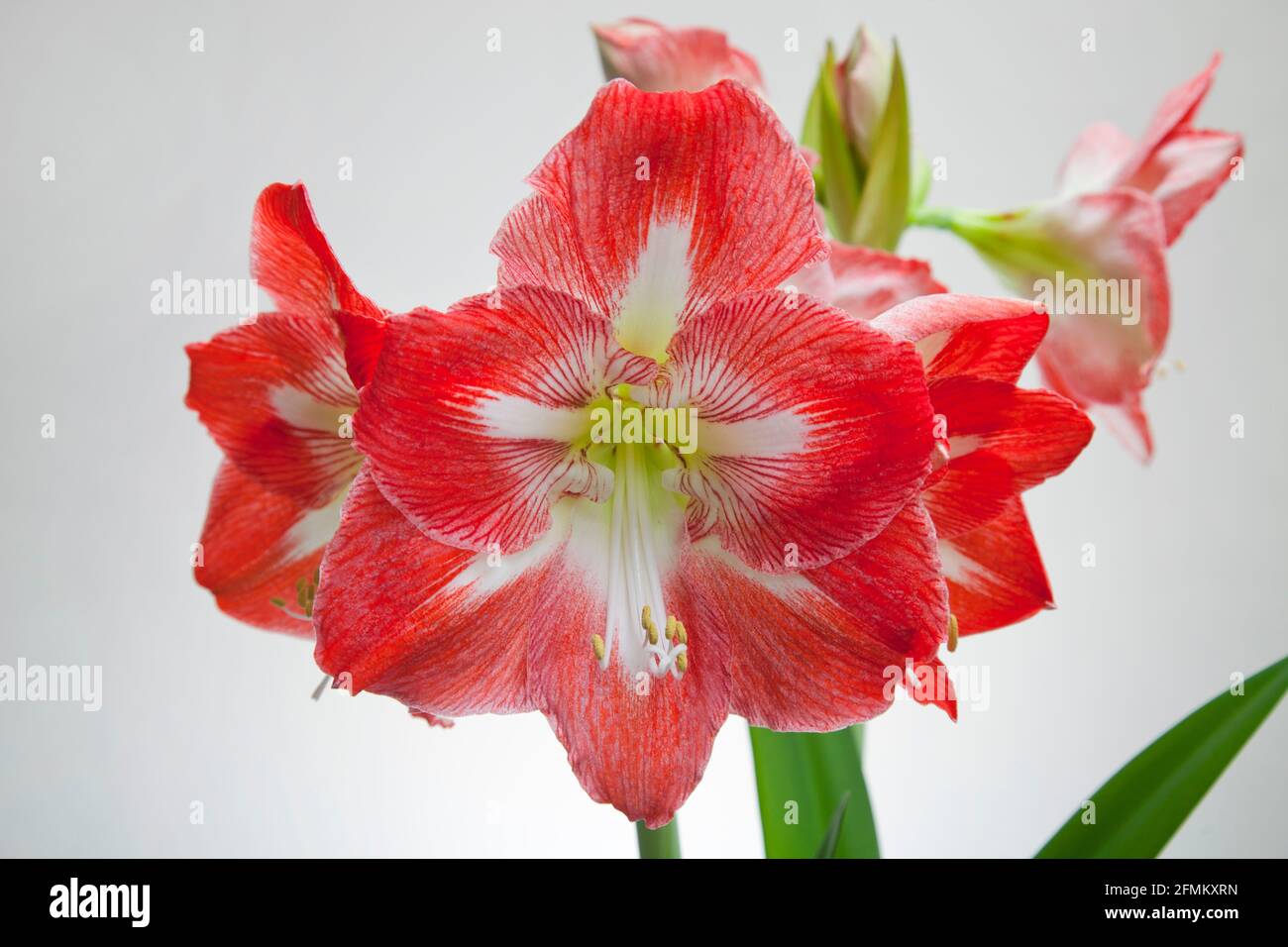 Amaryllis Christmas Star.  A tender, bulbous perennial with strap-shaped, dark green leaves,  with large, funnel-shaped, white-marked, red flowers Stock Photo