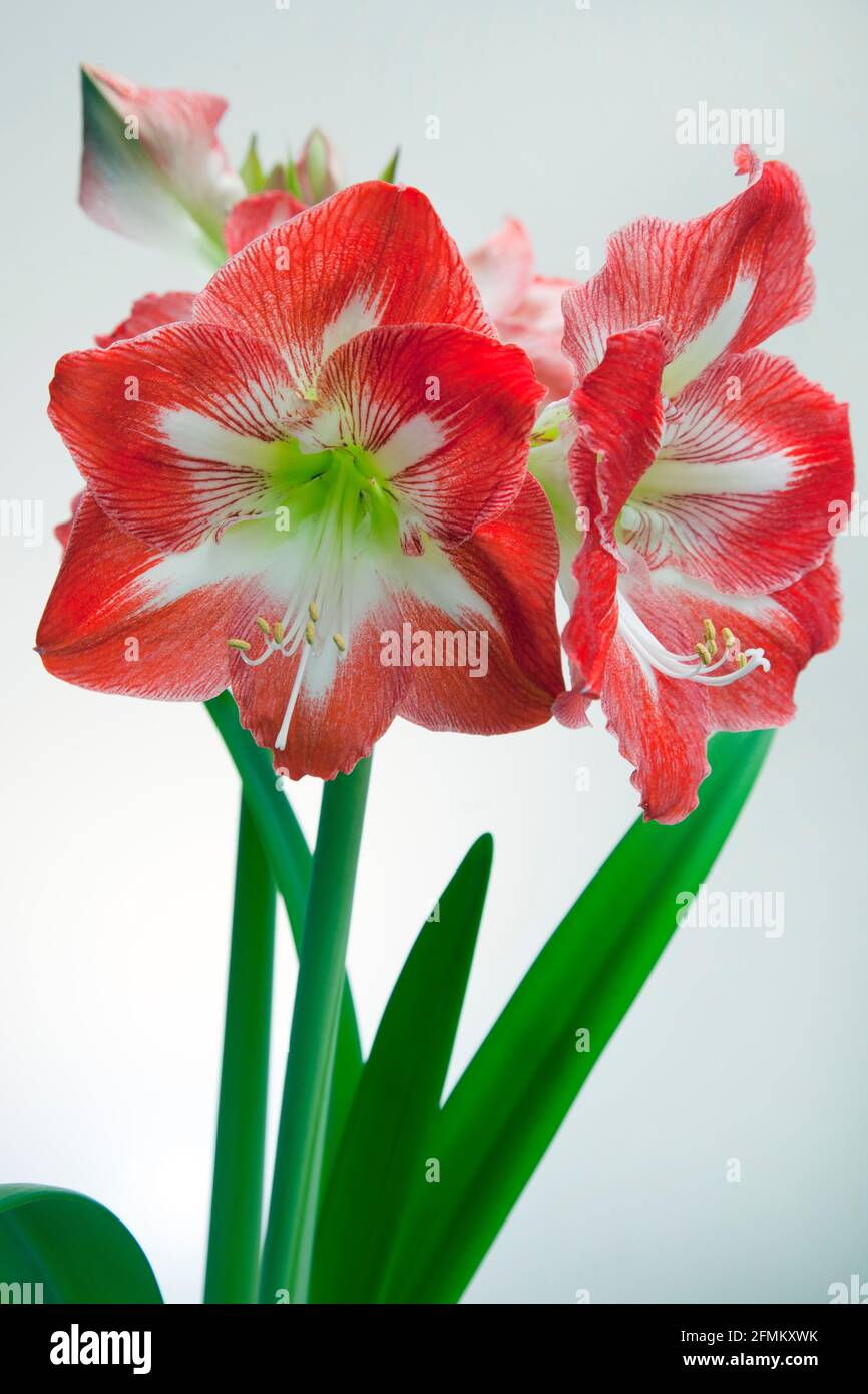 Amaryllis Christmas Star.  A tender, bulbous perennial with strap-shaped, dark green leaves,  with large, funnel-shaped, white-marked, red flowers Stock Photo