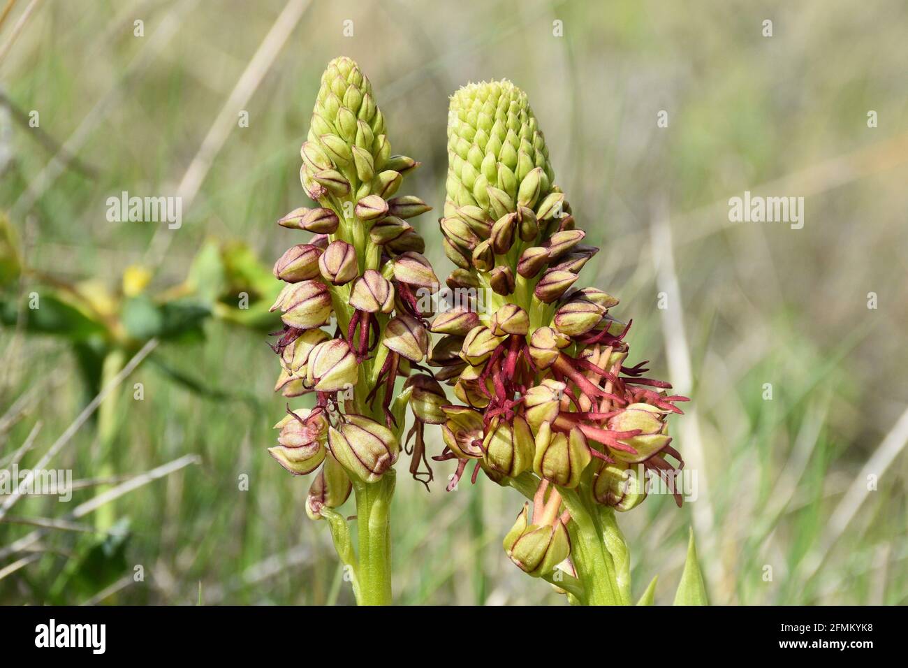 Hanged Man Flower Orchid (Orchis anthropophora). Flowers shaped like the body of a person. Located in Munilla, La Rioja, Spain. Stock Photo