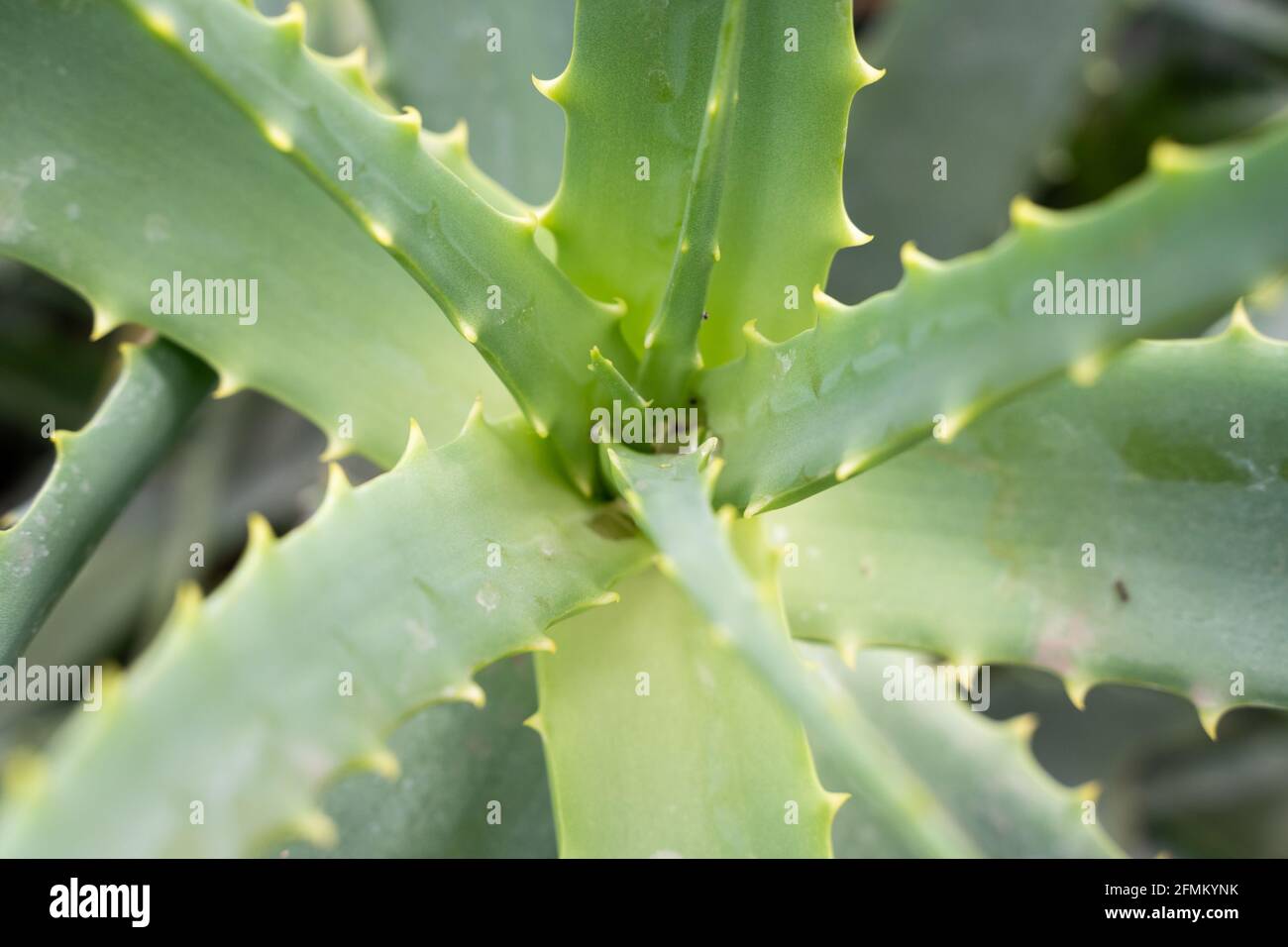 Center of green aloe vera plant with prickles. Alternative medicine