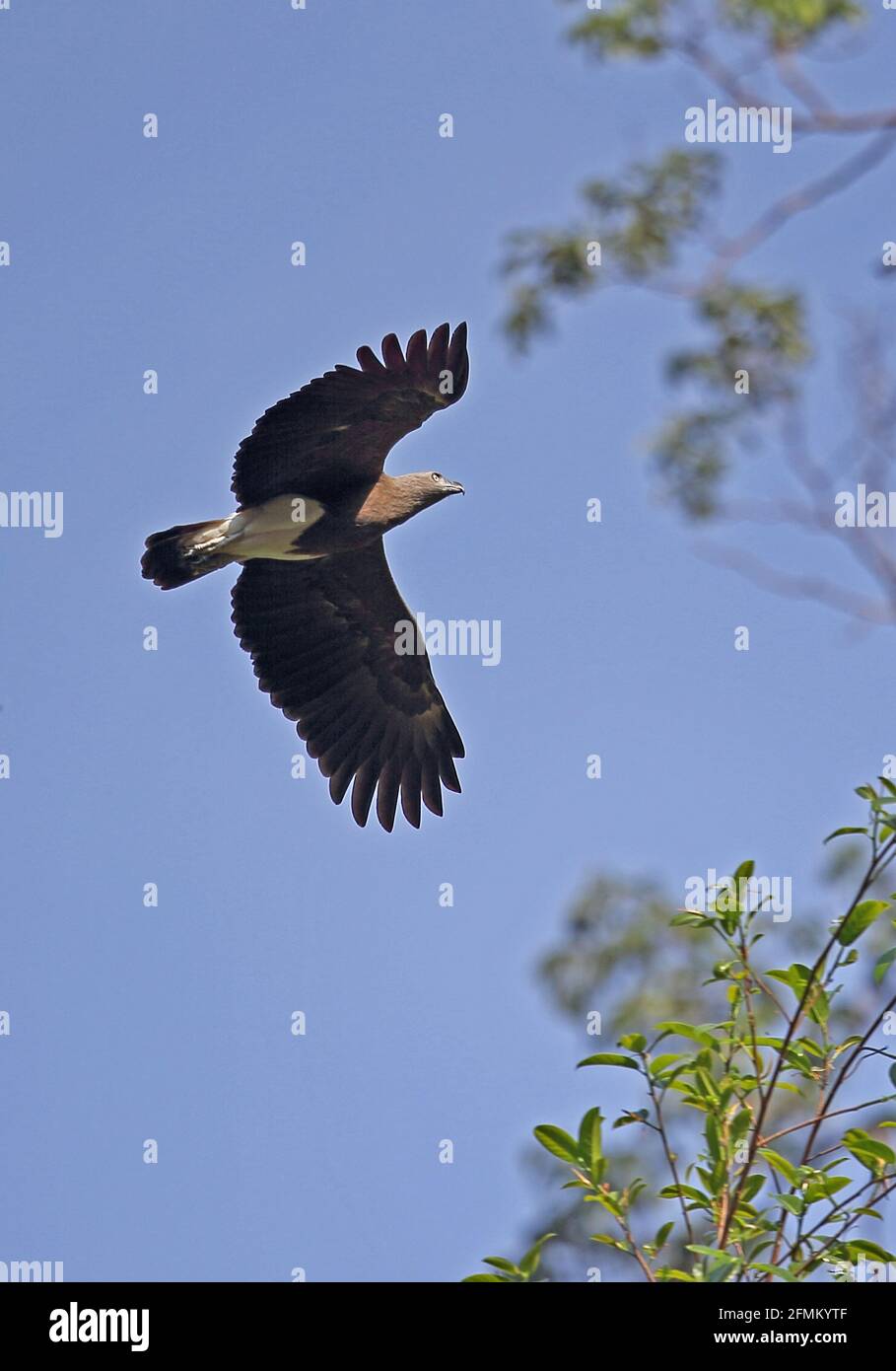 Lesser Fish-eagle (Ichthyophaga humilis humilis) adult in flight Taman