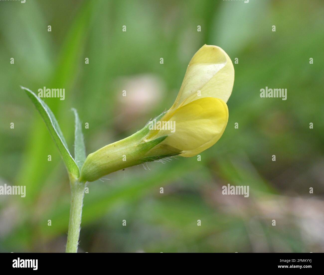 Macro detail of yellow Lotus maritimus flower. Located next to a forest track in Munilla, La Rioja, Spain. Stock Photo