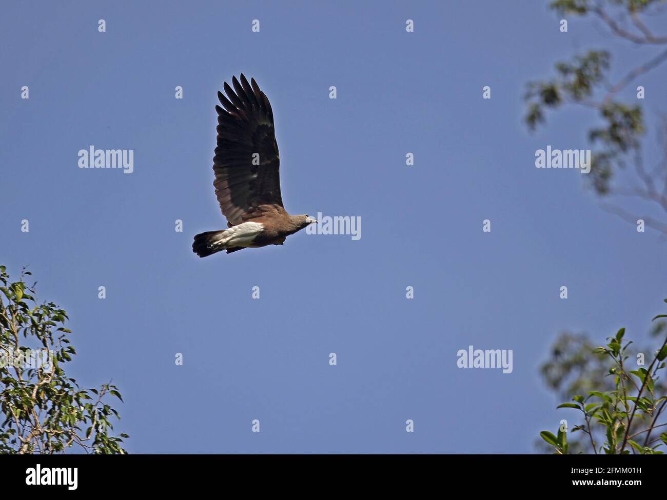 Lesser Fish-eagle (Ichthyophaga humilis humilis) adult in flight Taman Negara NP, Malaysia            February Stock Photo