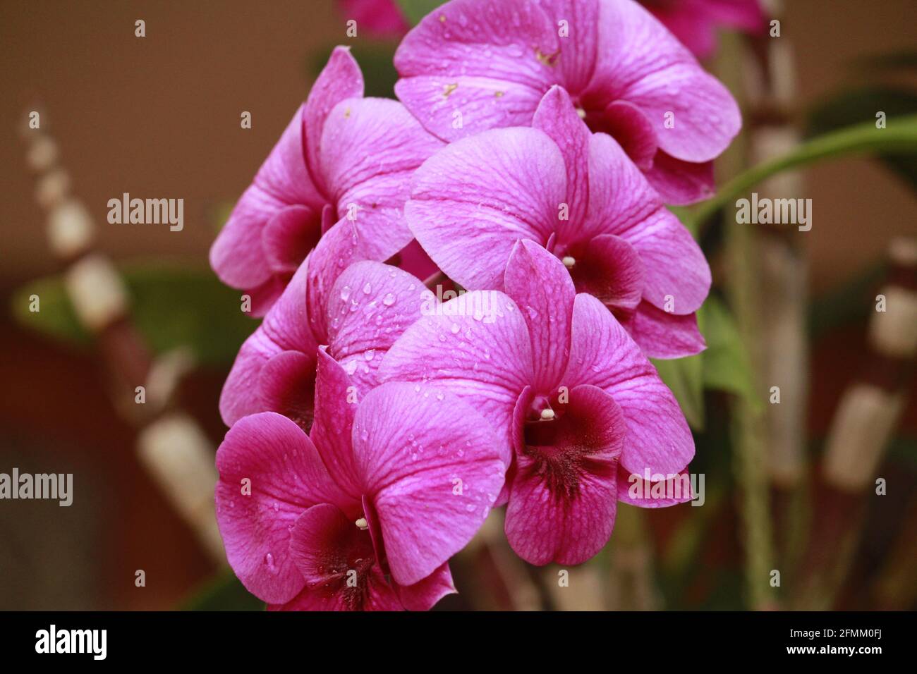 Close up photo of beautiful purple pink orchid inflorescence with stem and leaves..... Stock Photo