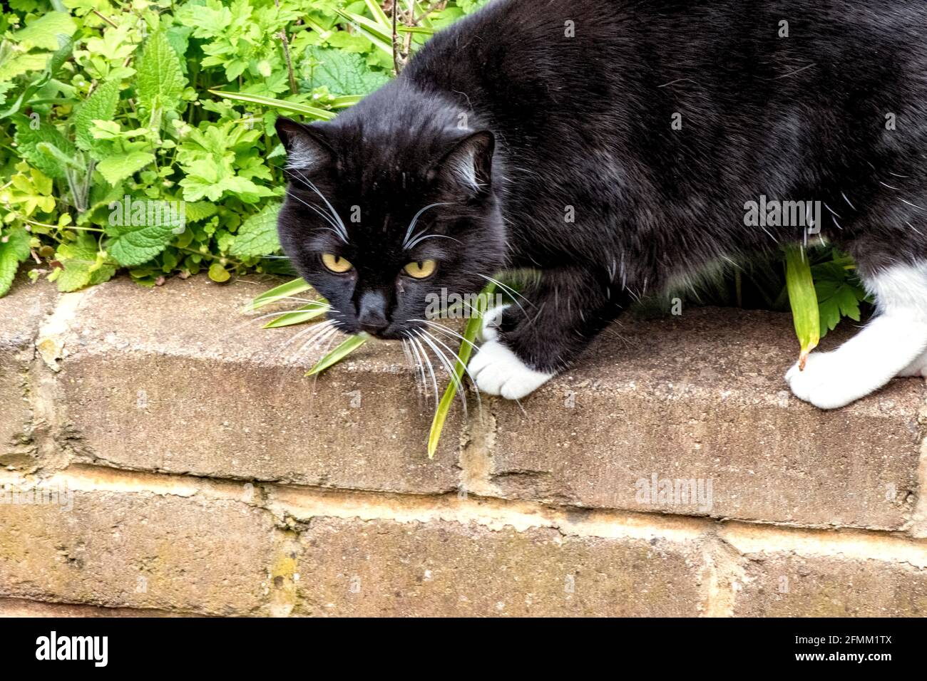 cat on the hunt Stock Photo