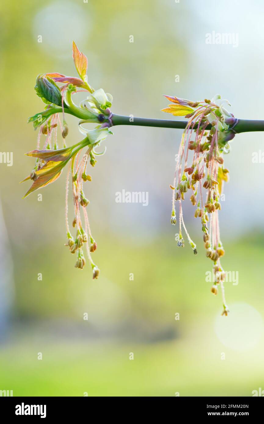 Box elder (Acer negundo) with staminate flower sprout. Selective focus and shallow  depth of field. Stock Photo