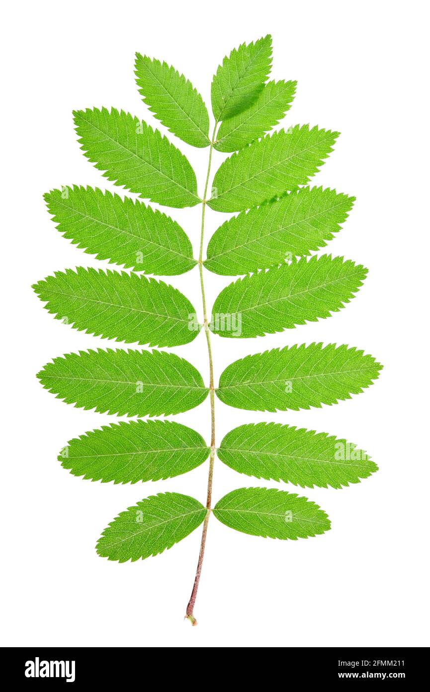 Rowan (Sorbus aucuparia) leaf isolated on white background Stock Photo ...