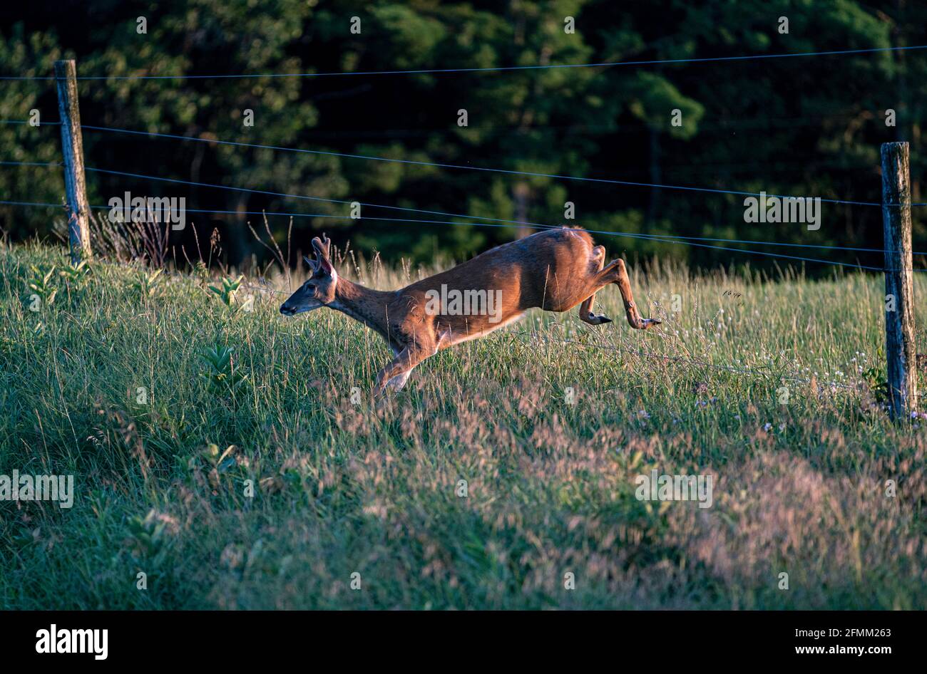 A White Tailed deer jumps through a fence late in the afternoon Tuesday, Aug. 4, 2020 in Waushara County, Wisconsin. Stock Photo