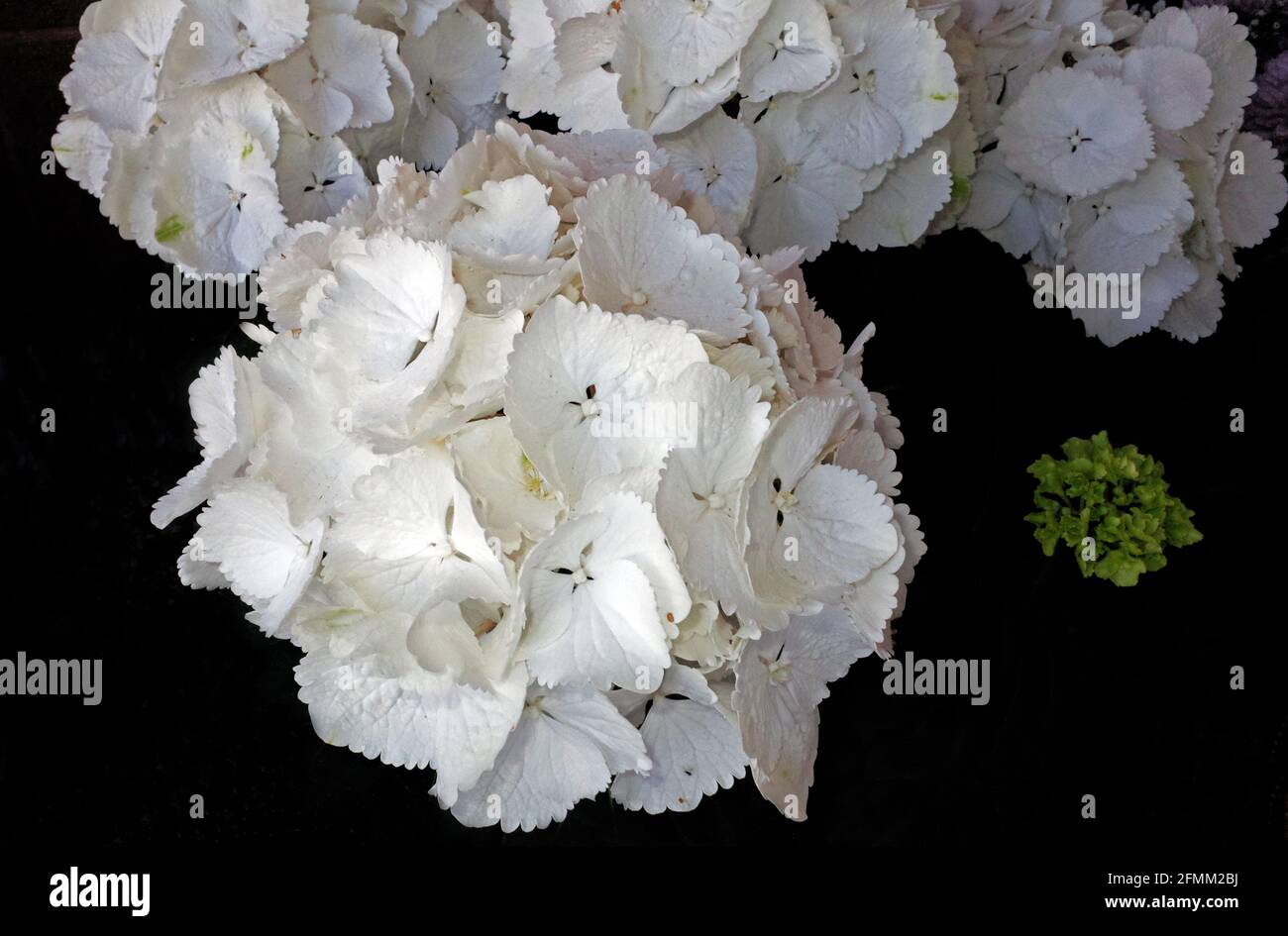 White hydrangea hortensia close-up Stock Photo