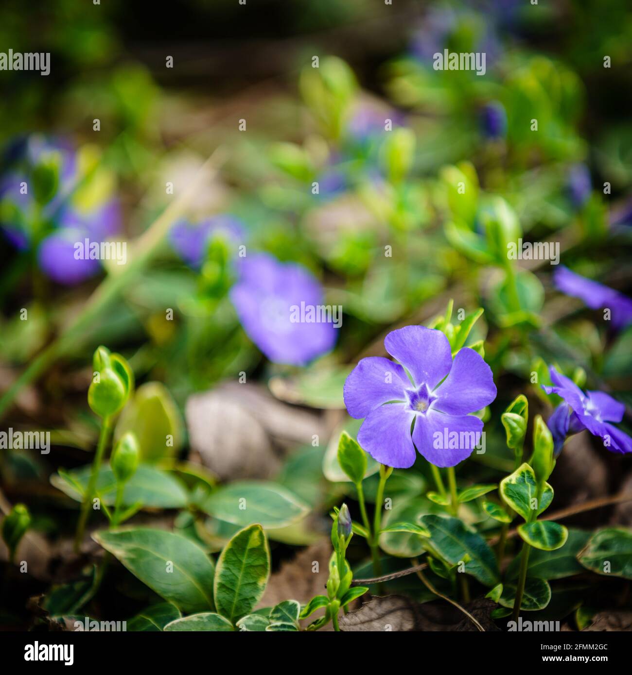 Close-up image of blooming Creeping Myrtle or Periwinkle Stock Photo