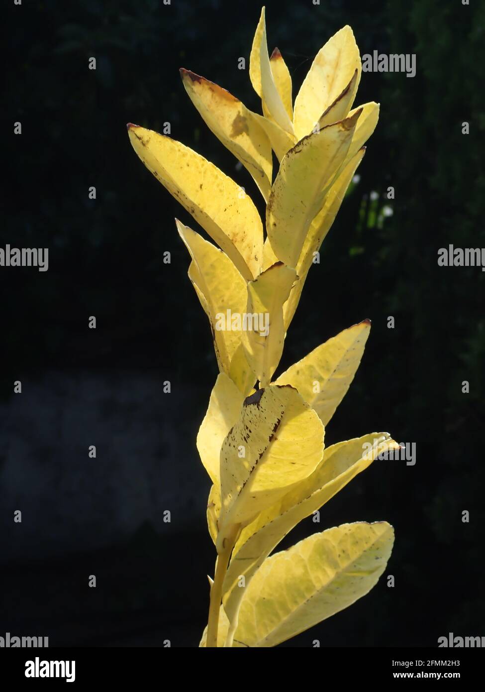 Young Lemon Tree in the morning sunshine Stock Photo