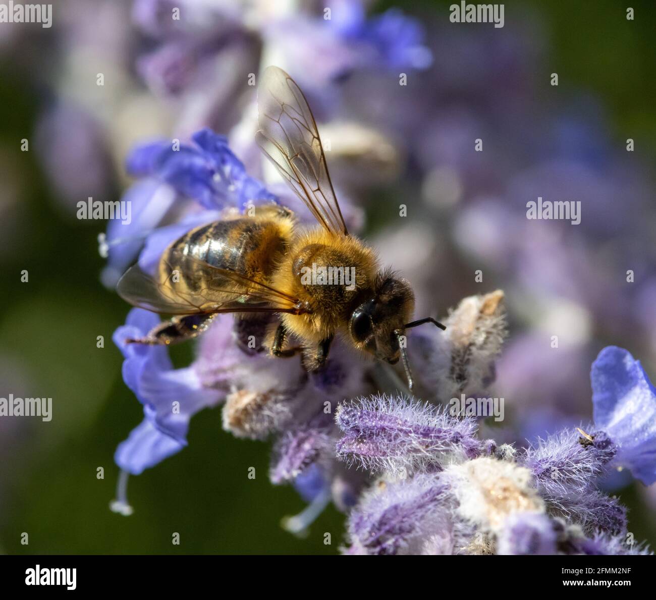 Bee pollinate a lavender flower, macro view. A honey bee working at
