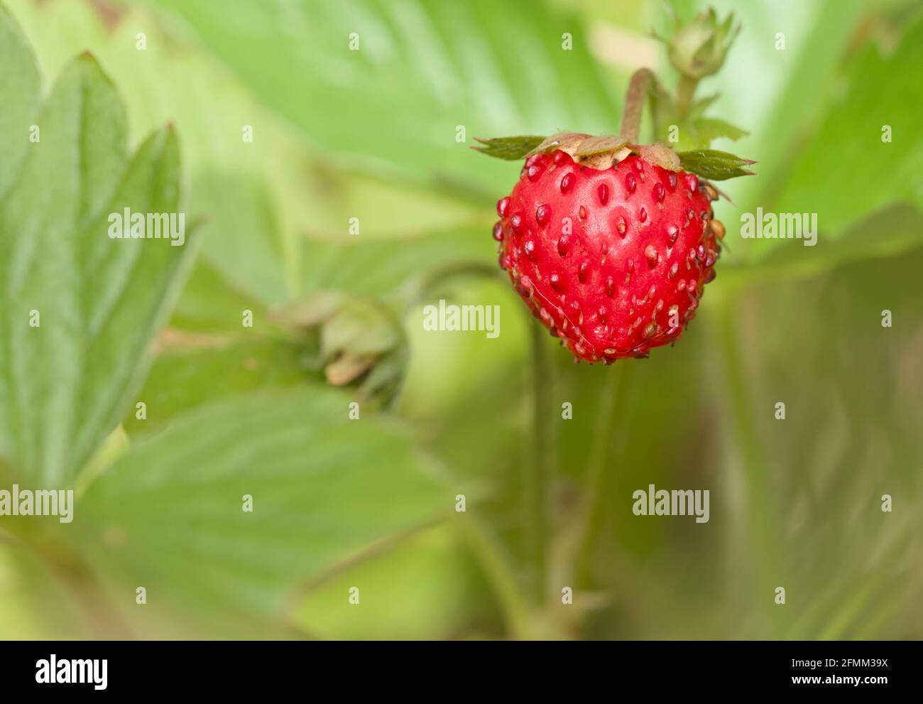Red Fruit Of A Wild Strawberry, Fragaria vesca, Isolated Against A Background Of Green Leaves, New Forest UK Stock Photo