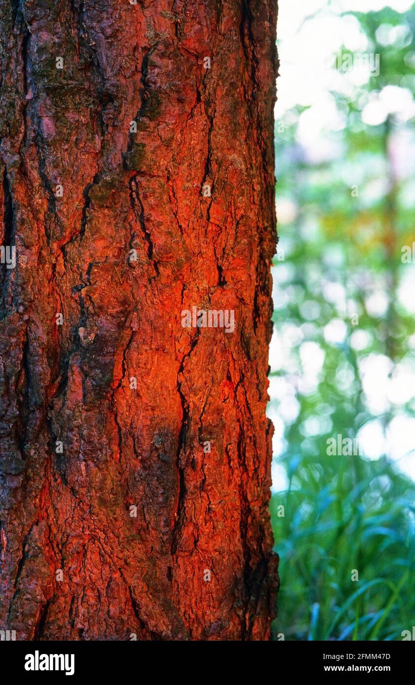Pine tree bark horizontal hi-res stock photography and images - Alamy