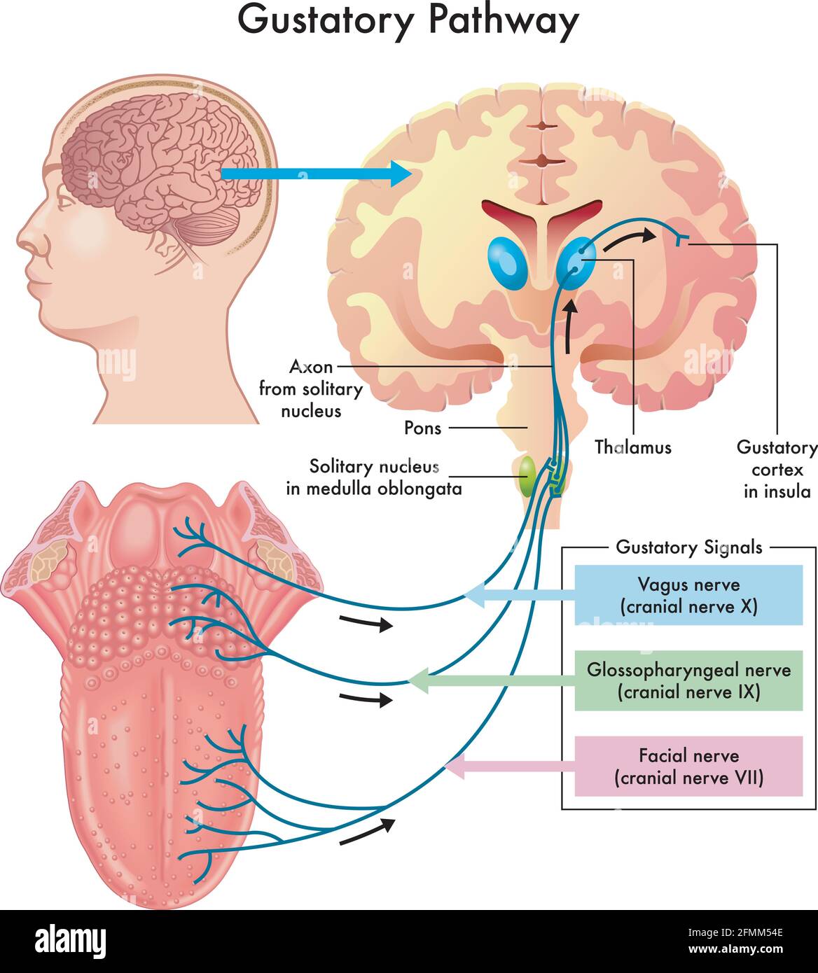 Diagram of the gustatory pathway, with annotations. Stock Vector