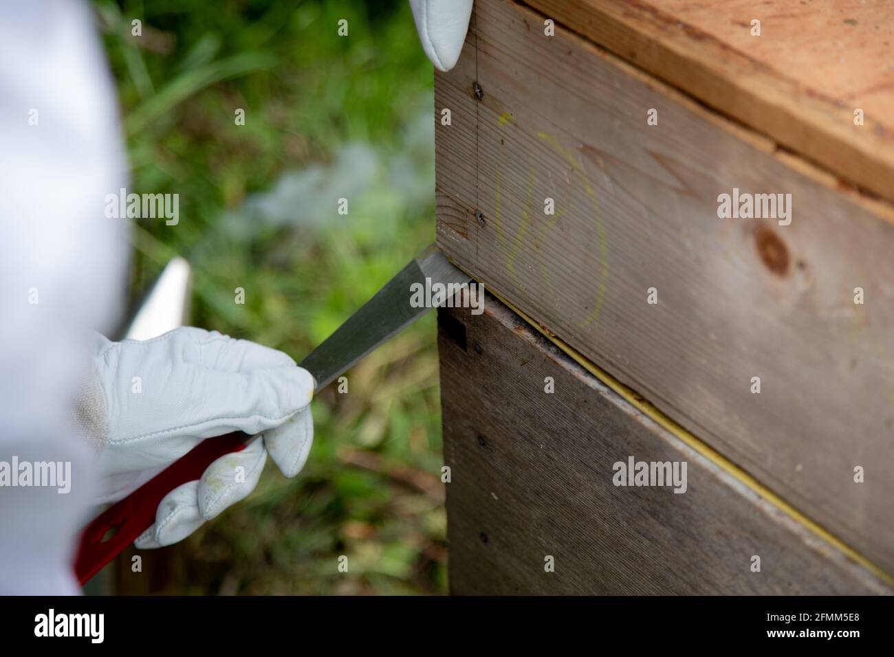 Using a hive tool to open a bee hive Stock Photo