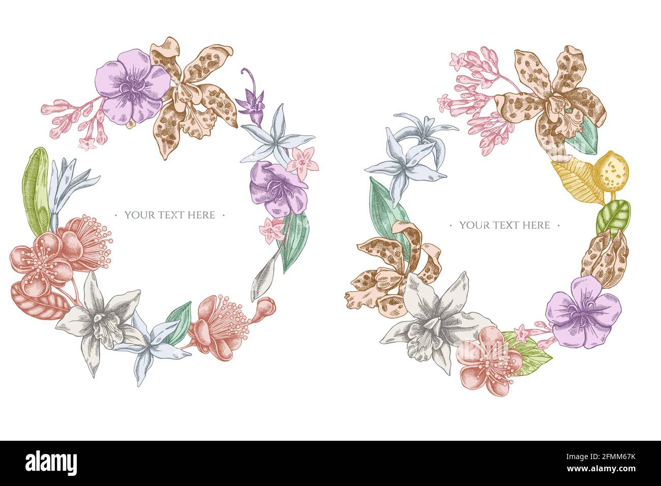 Floral Wreath of pastel laelia, feijoa flowers, glory bush, papilio torquatus, cinchona, cattleya aclandiae Stock Vector