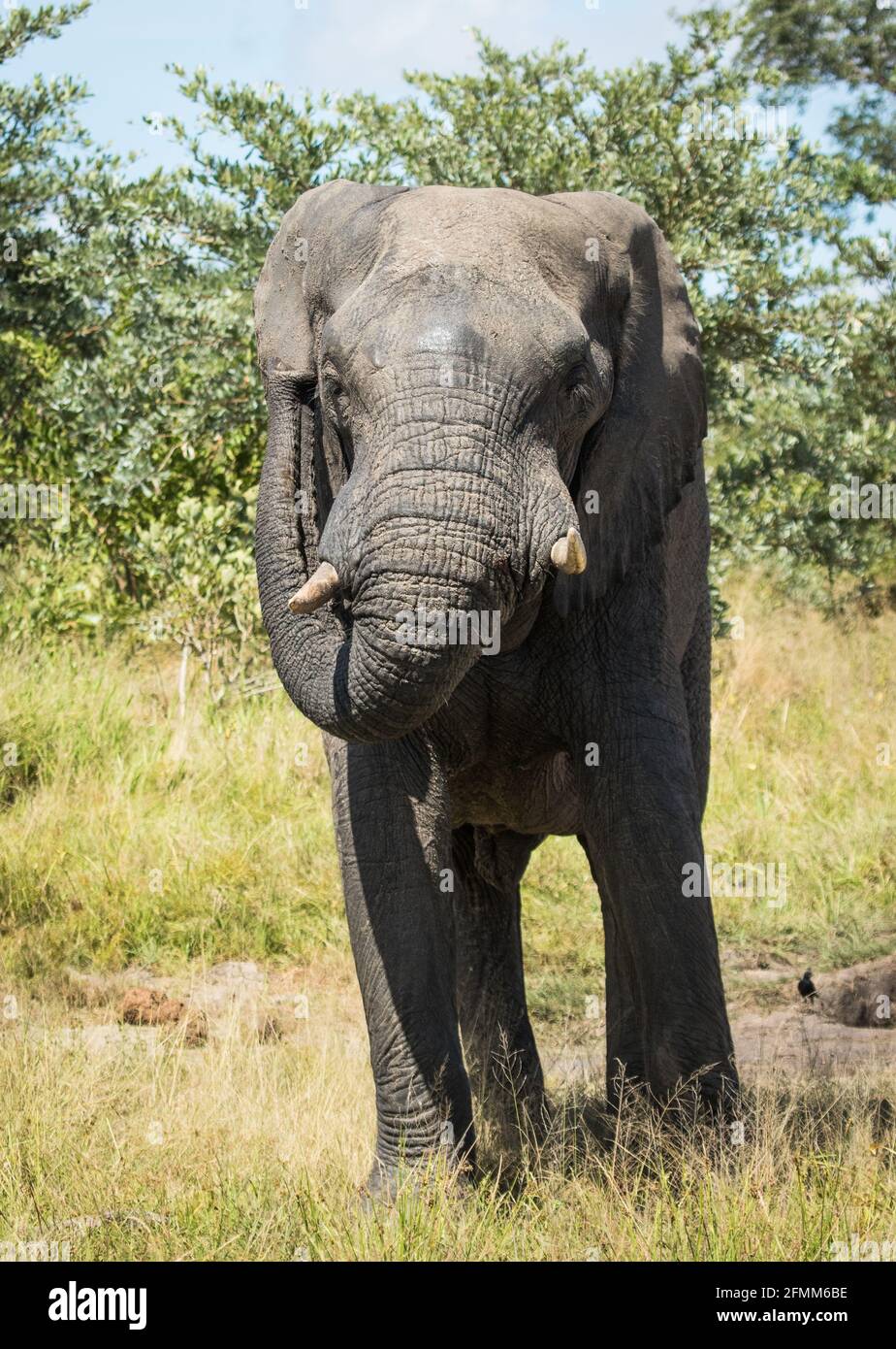 African Elephant bull scratching his ear, Kruger National Park. Stock Photo