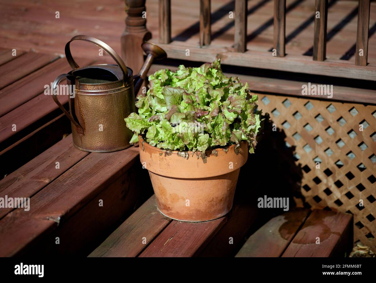 Lettuce planted in flower pot as part of urban garden in Madison