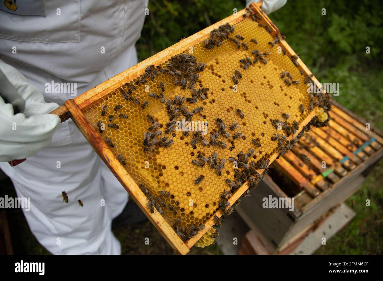 A beekeeper inspecting a brood frame showing many capped cells in a