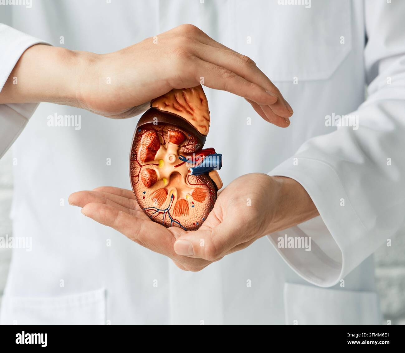 medical care of kidney disease. doctor holding anatomical model of kidneys in hands Stock Photo