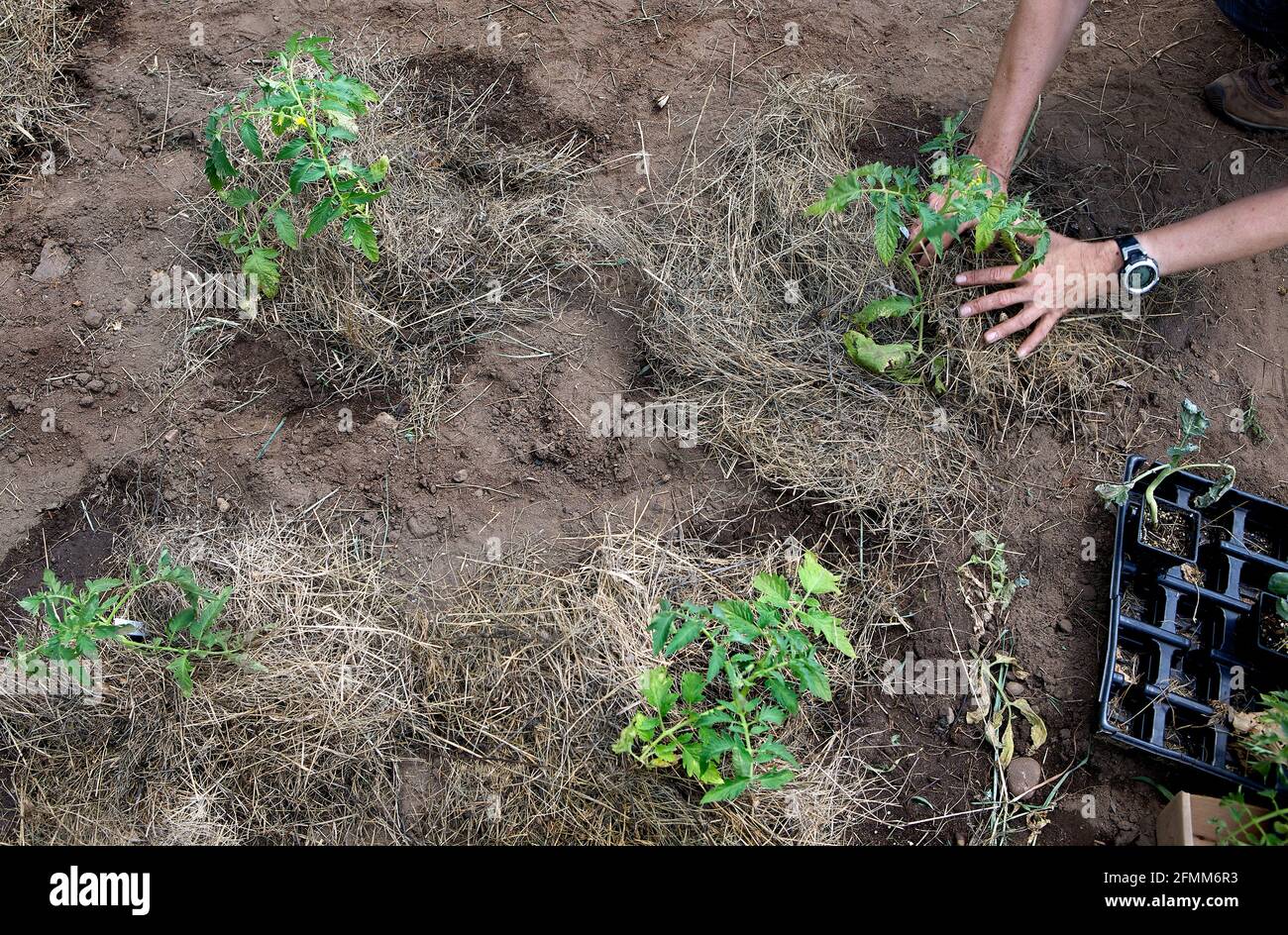 Dry grass used as mulch around freshly planted tomato plants in a Waushara County, Wisconsin