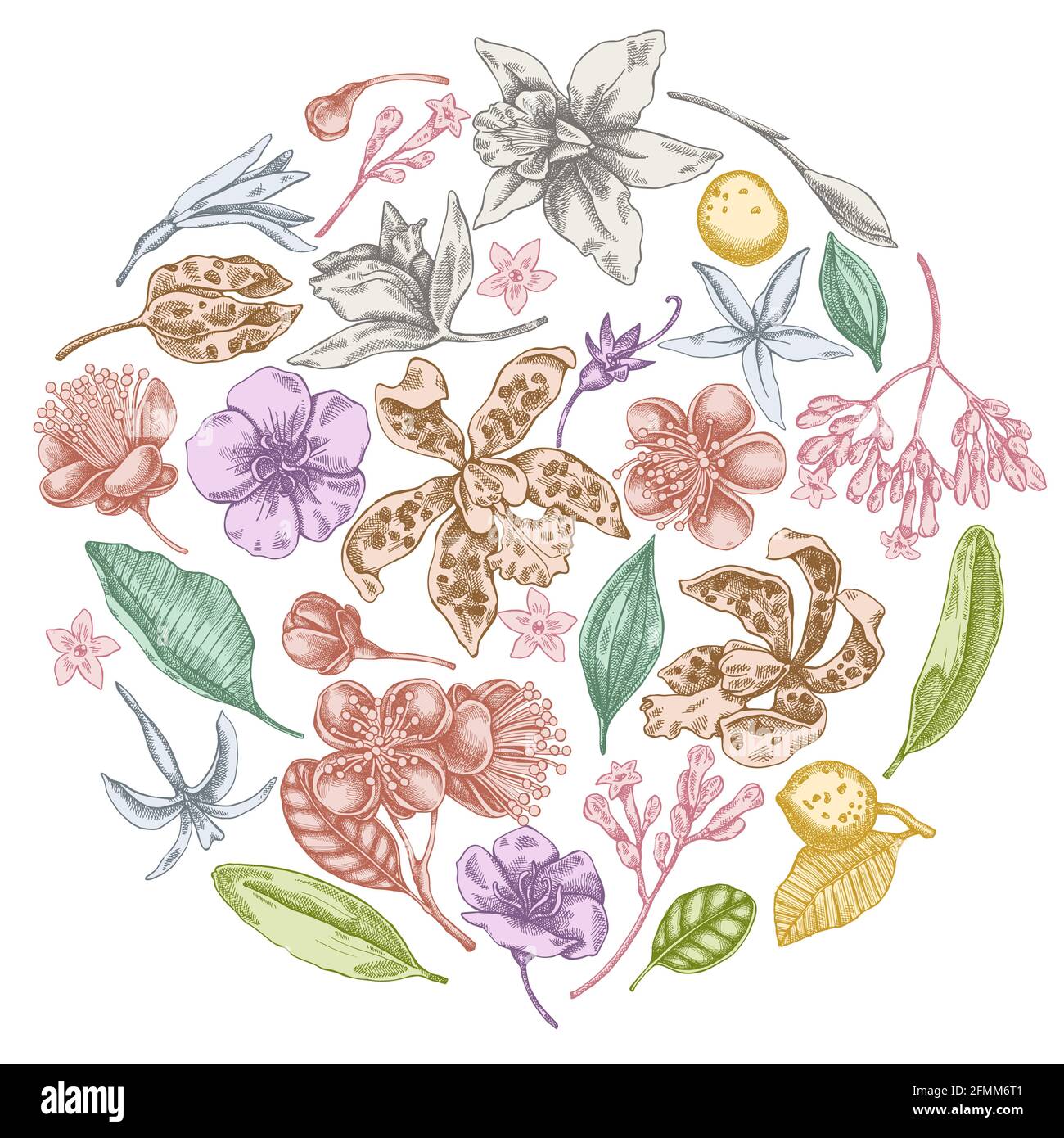 Round floral design with pastel laelia, feijoa flowers, glory bush, papilio torquatus, cinchona, cattleya aclandiae Stock Vector