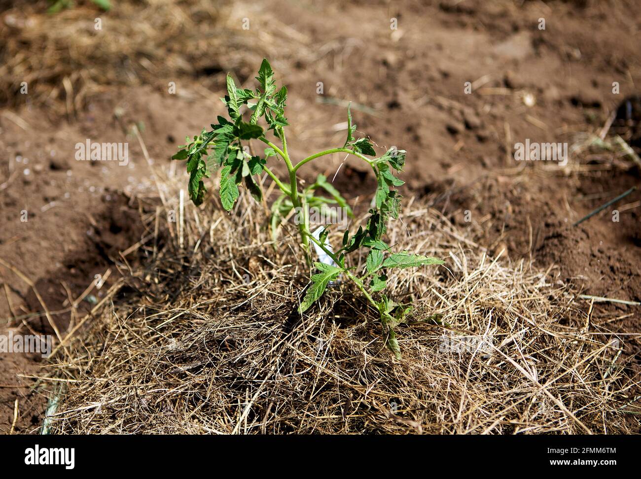 Dry grass used as mulch around freshly planted tomato plants in a Waushara County, Wisconsin