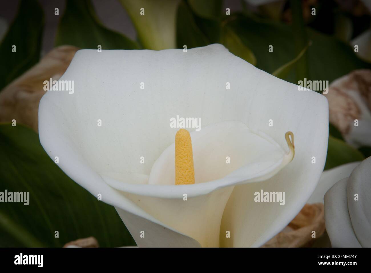 CALLA