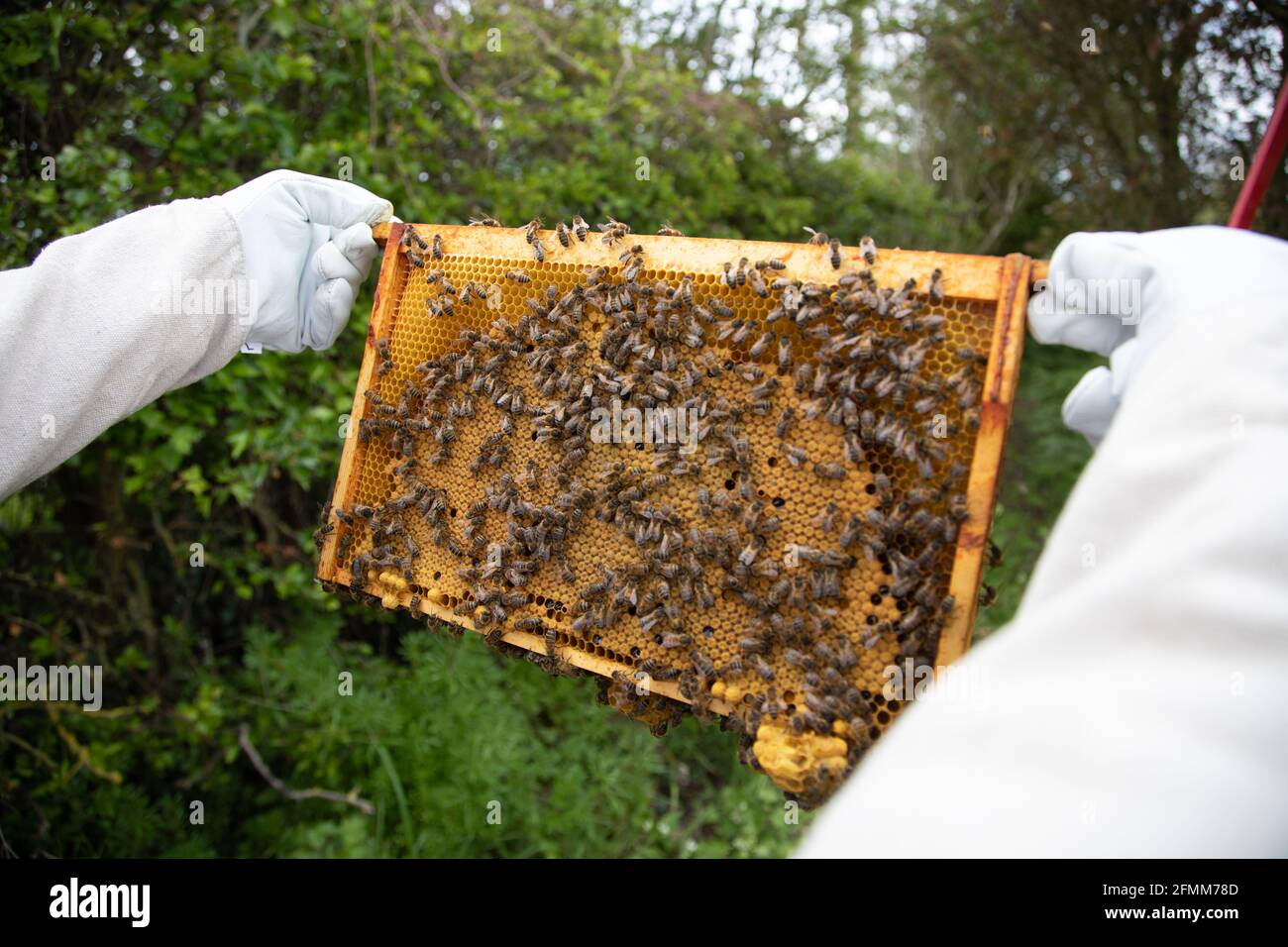 A beekeeper inspecting brood frames in a British National Standard hive