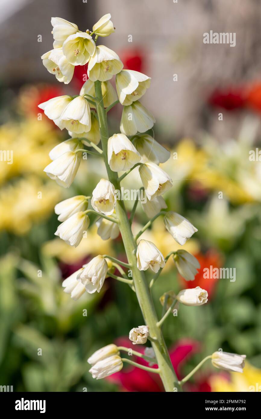 Close up of a Persian lily (fritillarai persica) plant in bloom Stock Photo