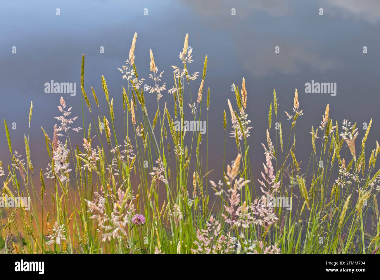 Summer grasses with seed heads beside a pond with the sky reflected in the water in the background. Stock Photo