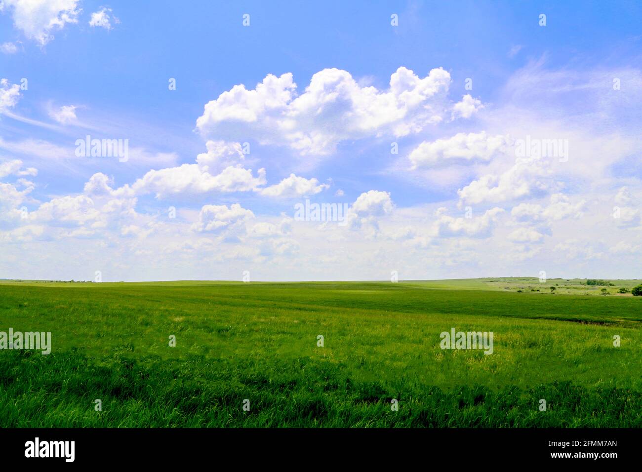rural countryside farm grass field pasture with bright blue sky and puffy white clouds shot as a landscape scene Stock Photo